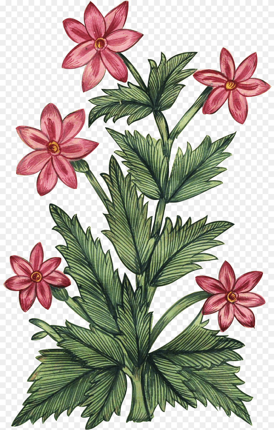 Mughal Floral Art, Flower, Plant, Acanthaceae, Pattern Free Png