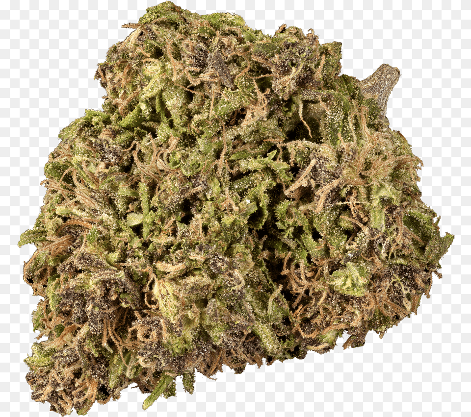 Mugwort Herb, Moss, Plant, Weed Free Png Download
