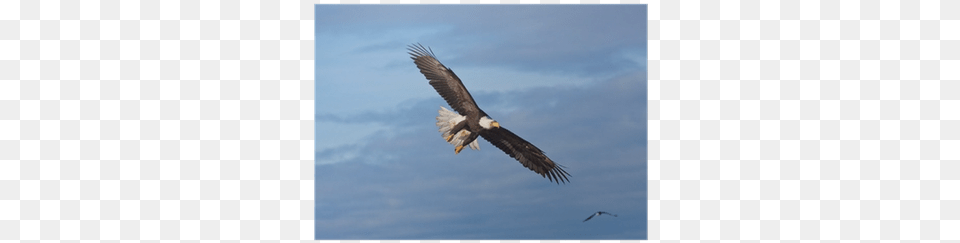 Mugzie 956 Tgc 39soaring Eagle39 To Go Tumbler With Insulated, Animal, Bird, Eagle, Flying Free Png Download