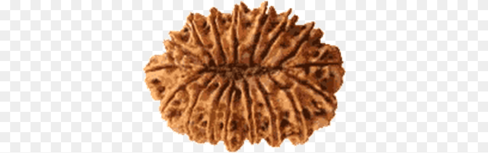 Mukhi Rudraksha Rudraksha, Birthday Cake, Cake, Cream, Dessert Free Transparent Png