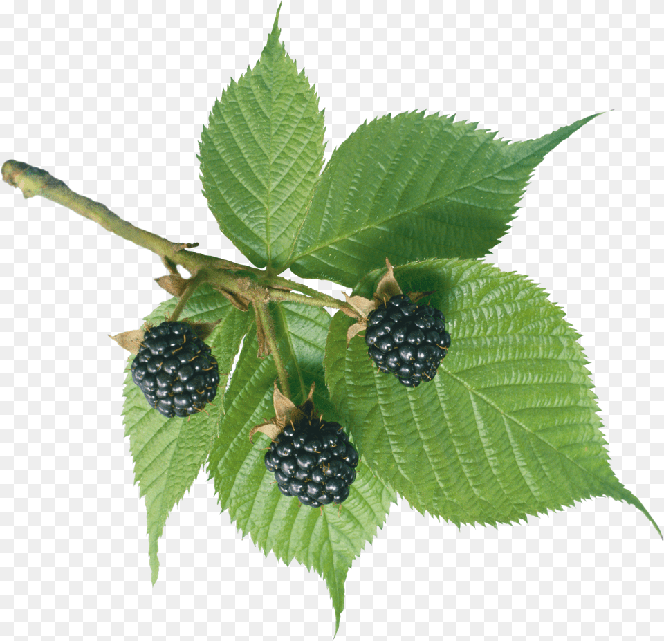 Mulberry Tree Transparent Background Png Image