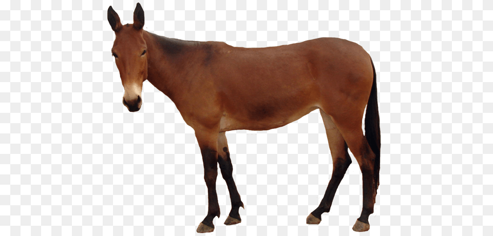 Mule 1 Image Horse, Animal, Mammal, Colt Horse Free Png