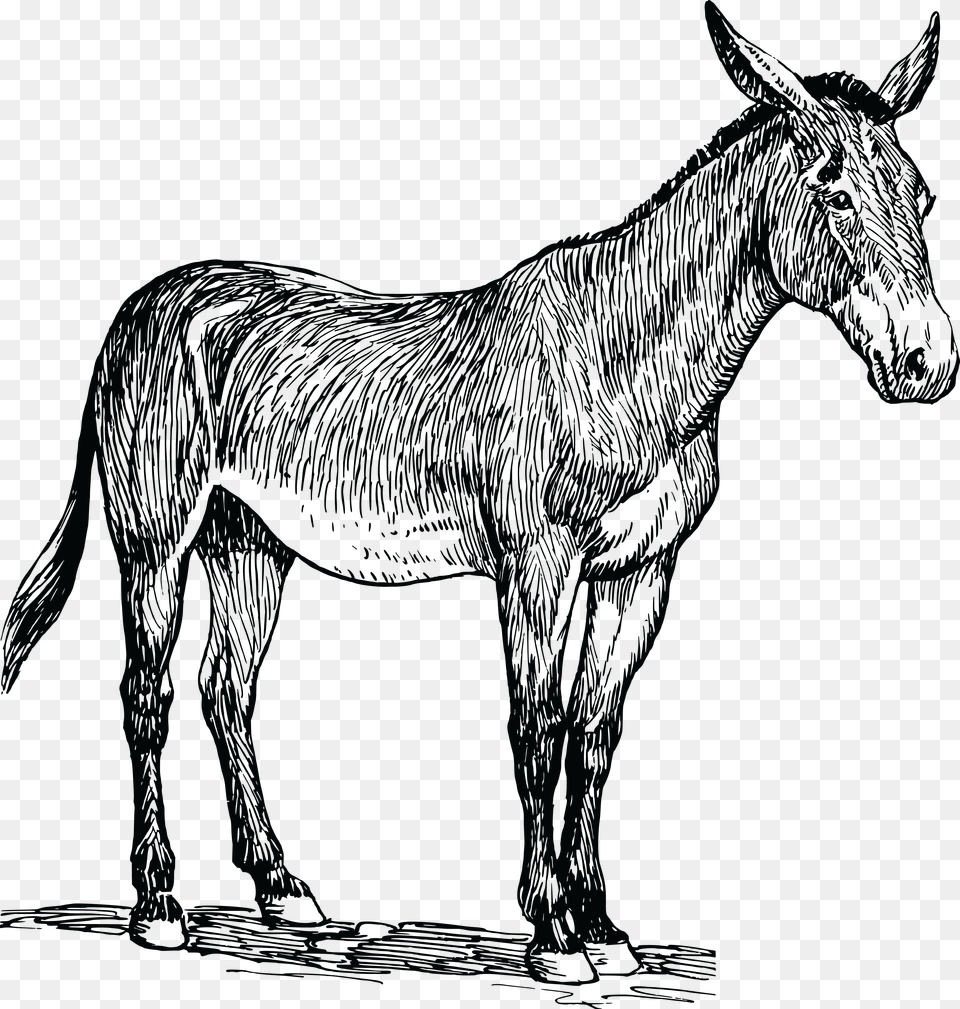 Mule Clip Art Images, Animal, Mammal, Person Free Transparent Png