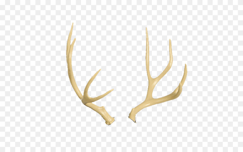 Mule Deer Antlers, Antler Png