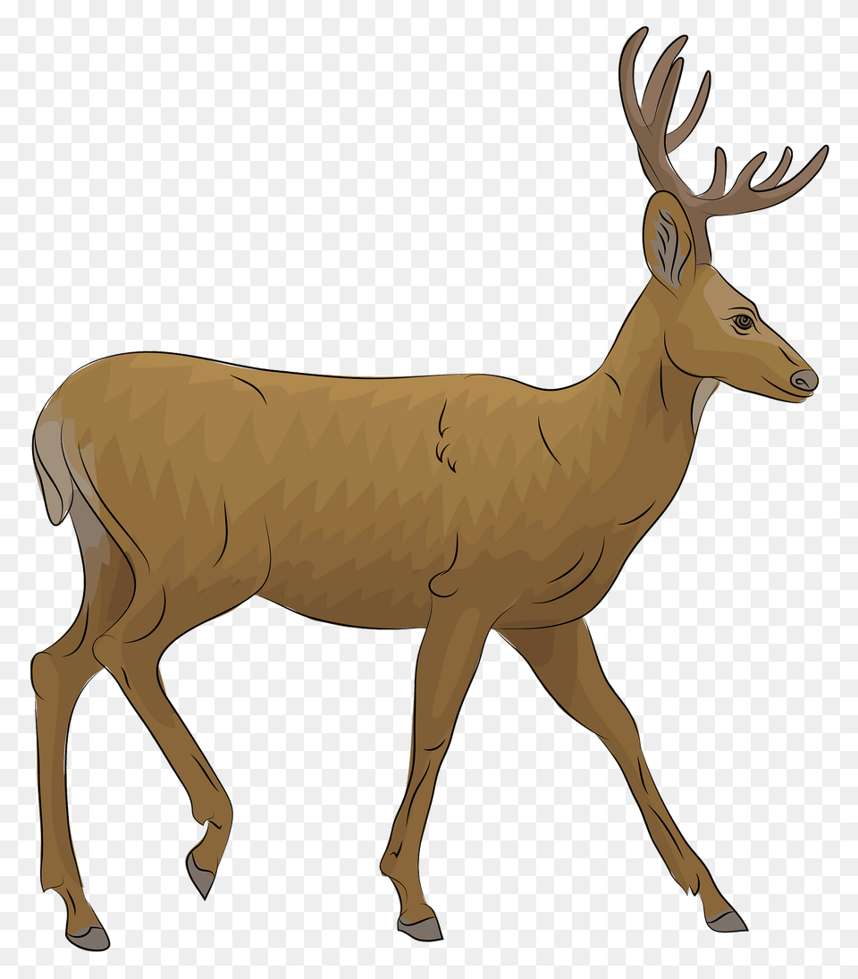 Mule Deer Clipart, Animal, Elk, Mammal, Wildlife Free Transparent Png