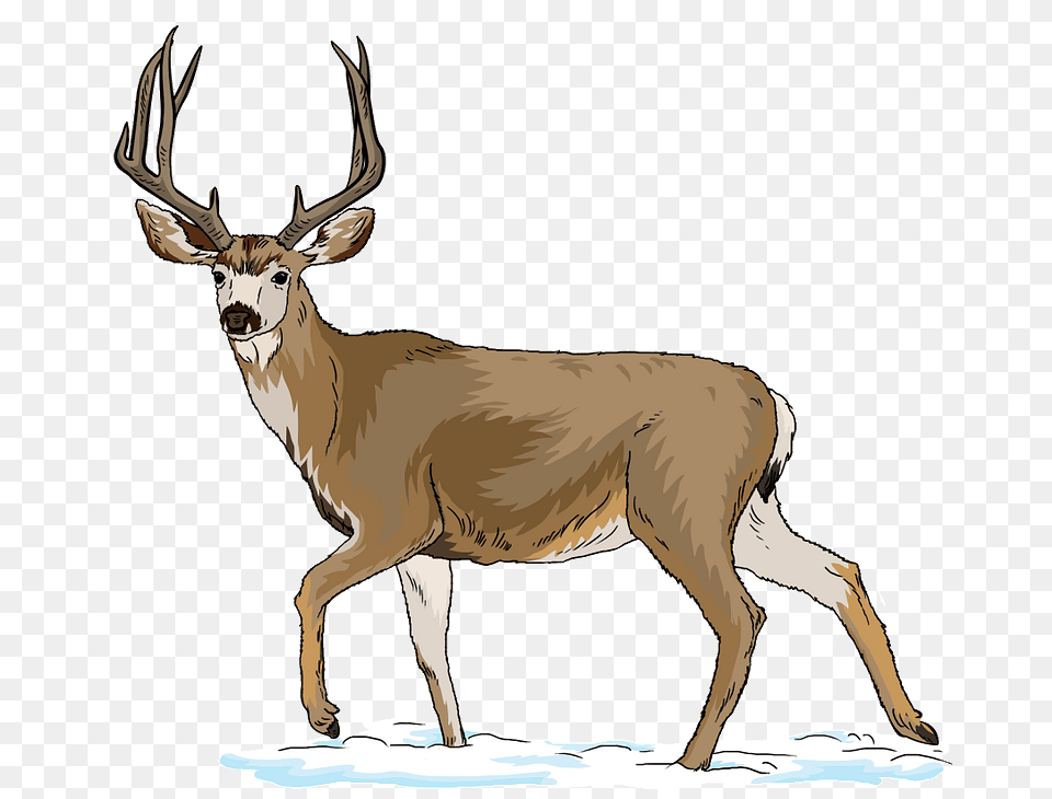 Mule Deer Clipart, Animal, Mammal, Wildlife, Antelope Png Image