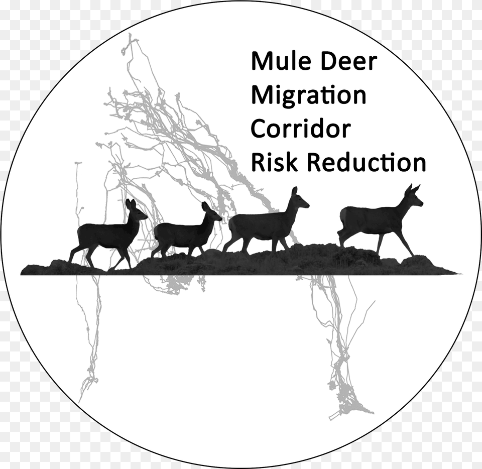 Mule Deer Download Cartoon, Animal, Mammal, Wildlife, Antelope Png Image