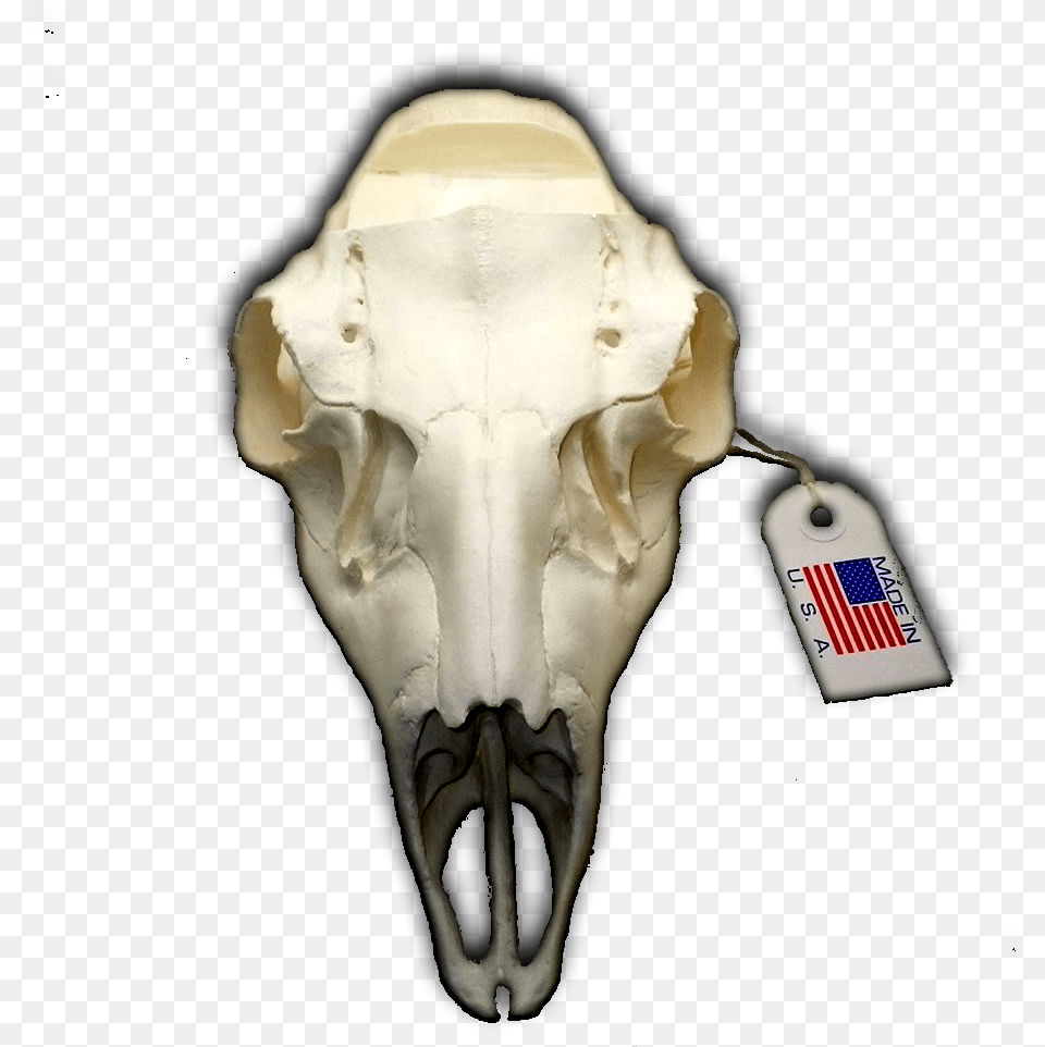 Mule Deer European Replica Skull Mount With Notched Replica European Camo Deer Skull, Ct Scan, Baby, Person Free Transparent Png