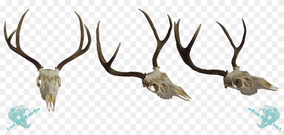 Mule Deer Skull Stock, Antler, Animal, Antelope, Mammal Png Image