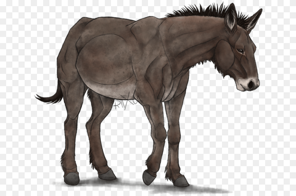 Mule Mule, Animal, Mammal, Horse, Donkey Free Transparent Png