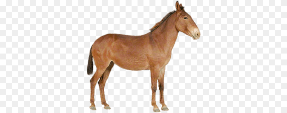 Mules Images Sorrel, Animal, Colt Horse, Horse, Mammal Free Transparent Png