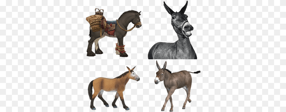 Mules Wow Terrified Pack Mule, Animal, Donkey, Mammal, Antelope Png Image