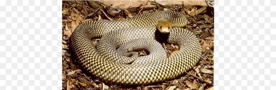 Mulga Snake Mulga Snake Colours, Animal, Reptile, King Snake Free Png Download