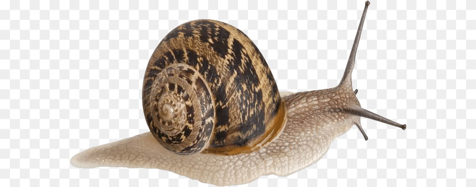 Muller Aspersa Muller, Animal, Invertebrate, Snail, Reptile Png Image