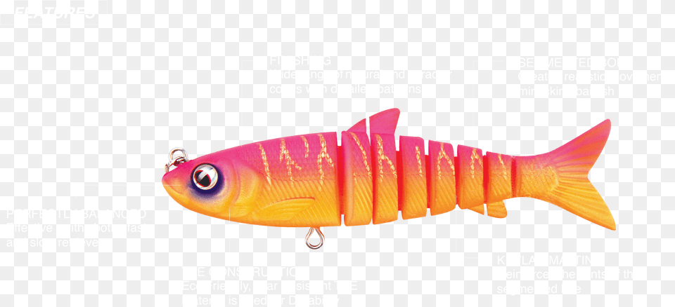 Mullet, Animal, Fish, Sea Life, Fishing Lure Png Image