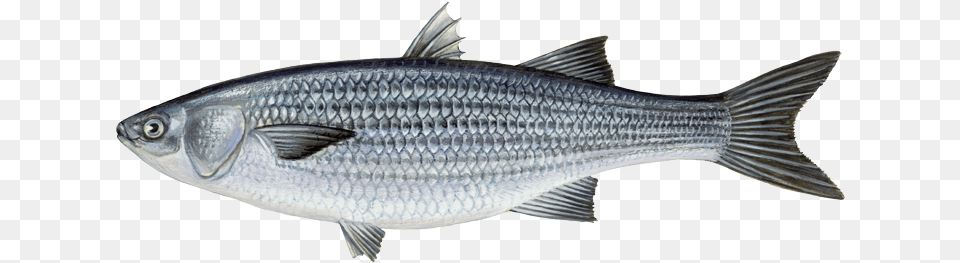 Mullet European Sea Bass Drawing, Animal, Fish, Food, Mullet Fish Png