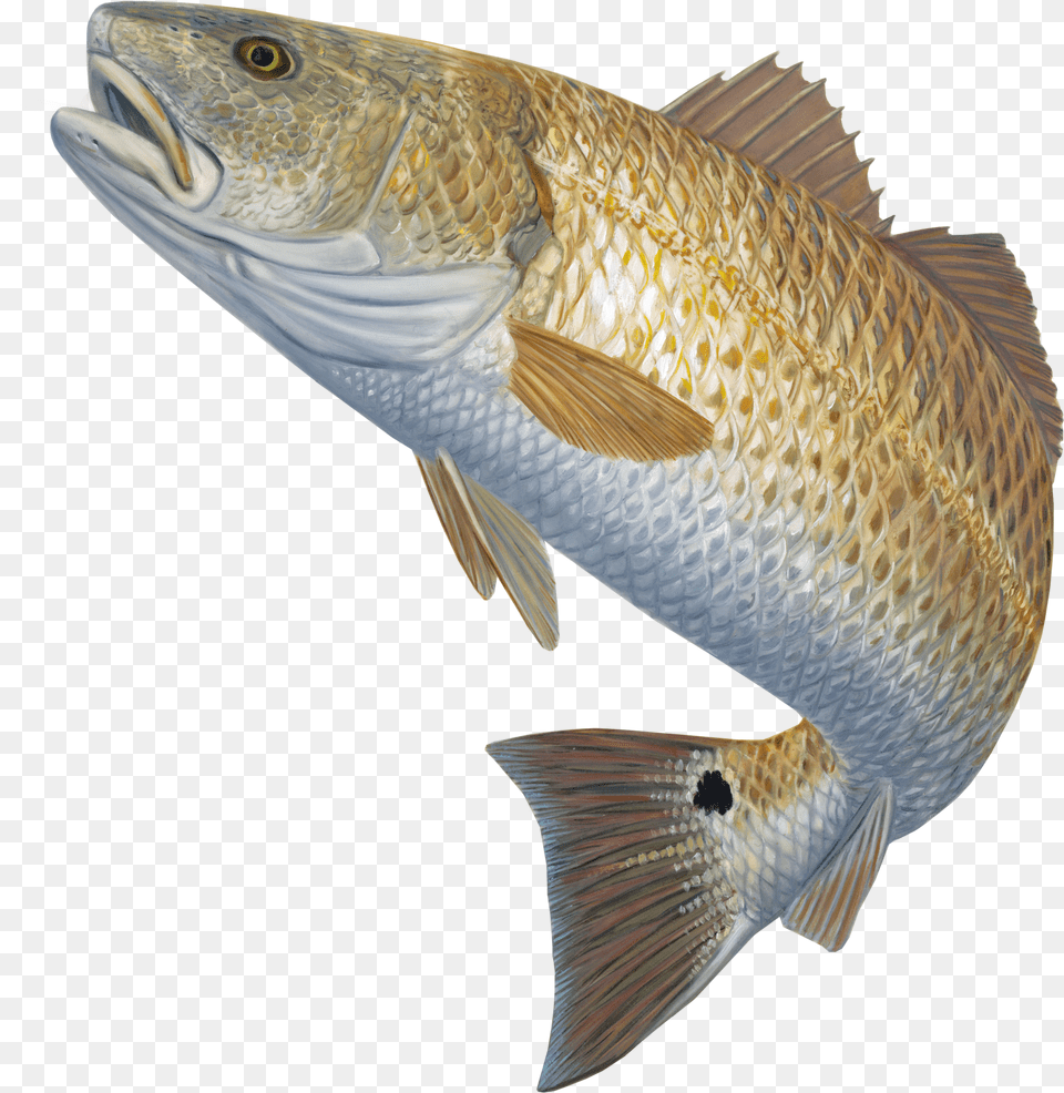 Mullet Fish Clipart Royalty Redfish Decal Fish Jumping Out Of Water, Animal, Sea Life, Carp Png