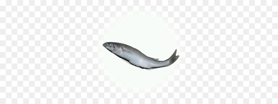 Mullet Icon Conger Eel, Animal, Fish, Food, Mullet Fish Free Transparent Png