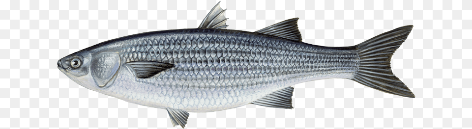 Mullet Seabass, Animal, Fish, Food, Mullet Fish Free Png