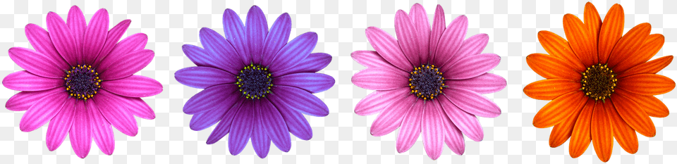 Multi Colour Flower, Daisy, Petal, Plant, Anemone Free Png