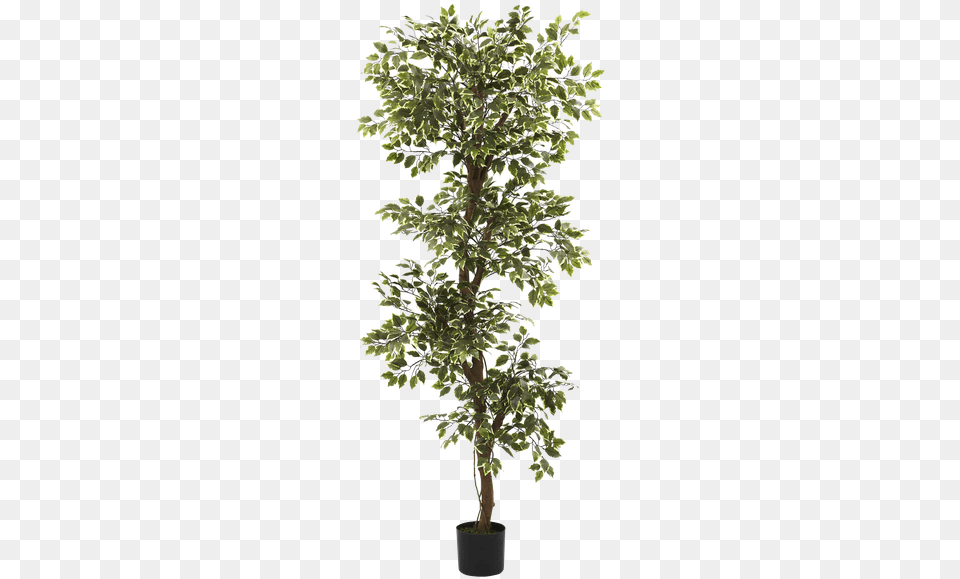 Multi Layer Ficus Tree Bush, Leaf, Plant, Potted Plant, Oak Png