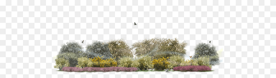 Multi Layered Shrub Edge With Definition, Grass, Vegetation, Plant, Tree Png