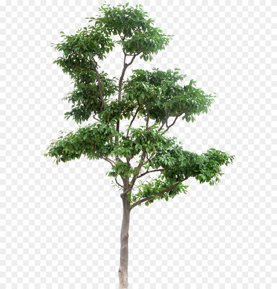 Multi Stem Tree High Resolution Trees, Plant, Potted Plant, Leaf, Oak Free Transparent Png