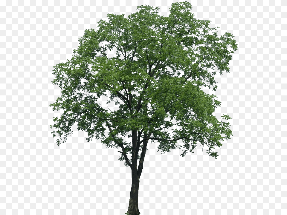 Multi Stem Tree With No Arboles Para Renders, Oak, Plant, Sycamore, Tree Trunk Png Image