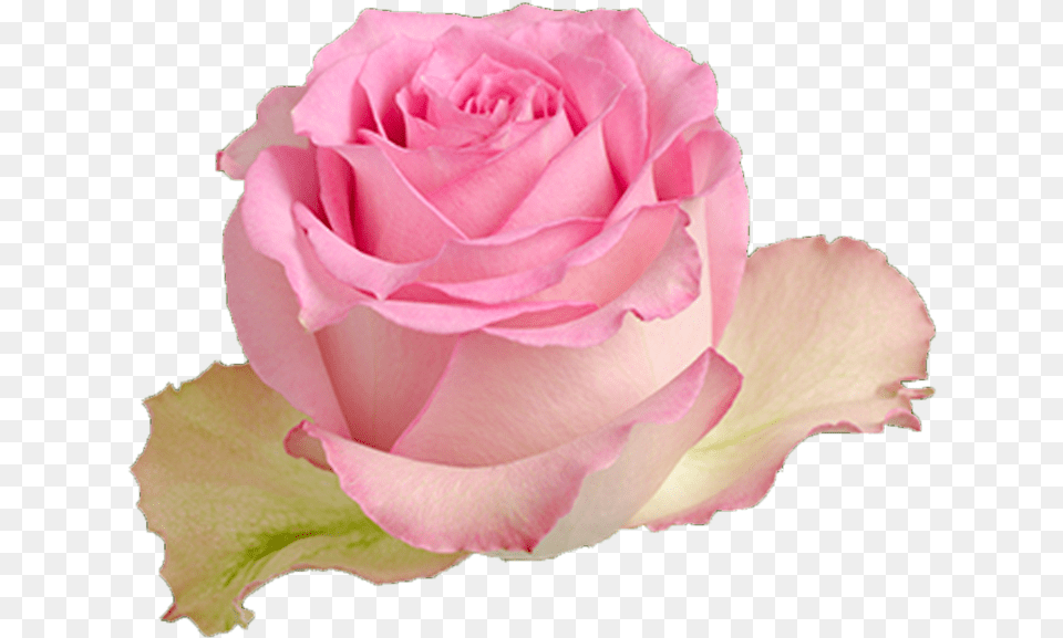 Multicolor Pink Yellow Rose Sweet Unique Roses, Flower, Plant Png