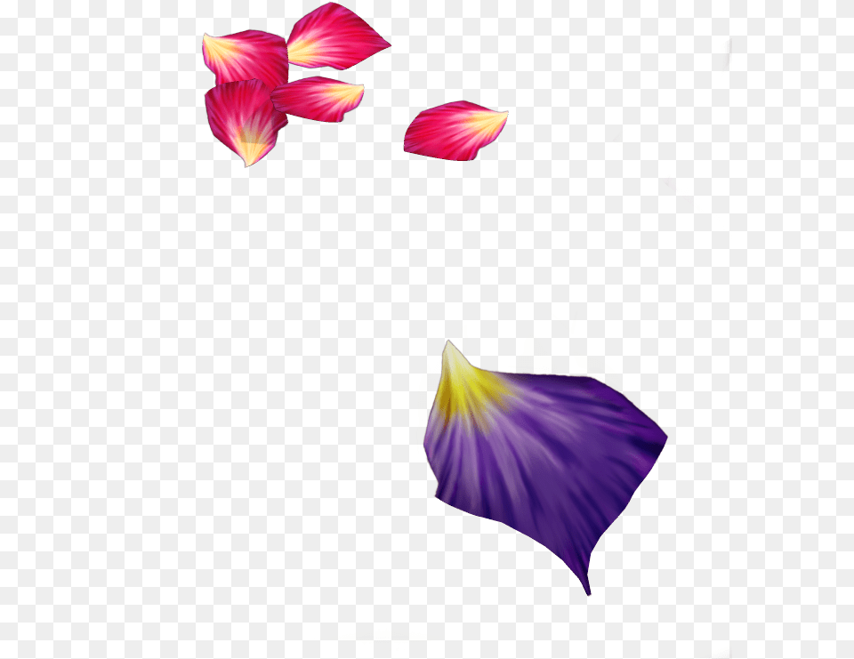Multicolored Flower Petals Purple Flower Petal, Iris, Plant, Flower Arrangement Free Png Download