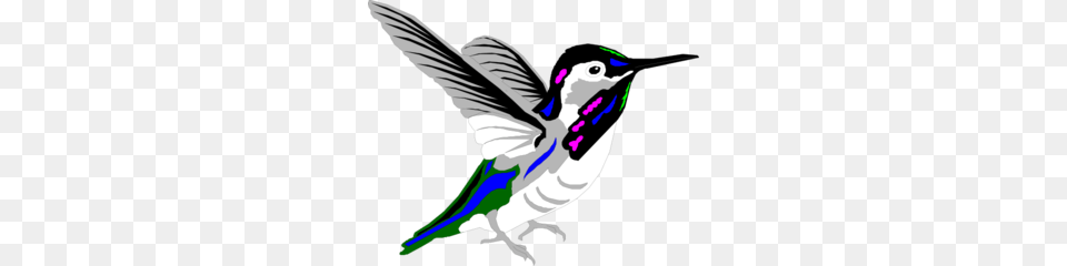 Multicolored Hummingbird Clip Art For Web, Animal, Bird Free Png