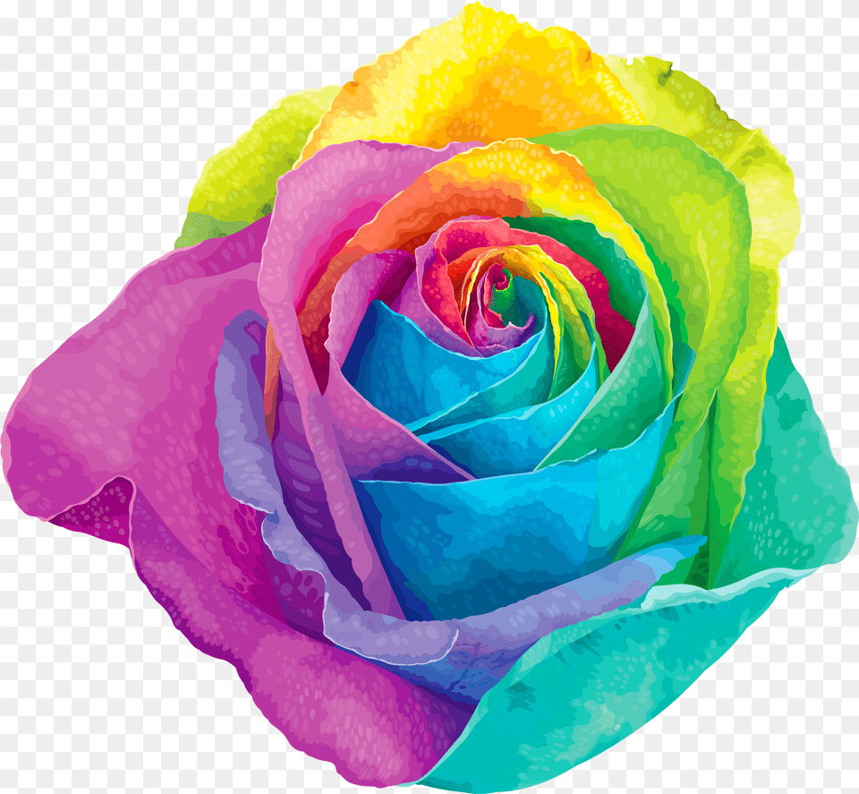 Multicolored Rainbow Rose Transparent Clip Art Rainbow Rose Free Png