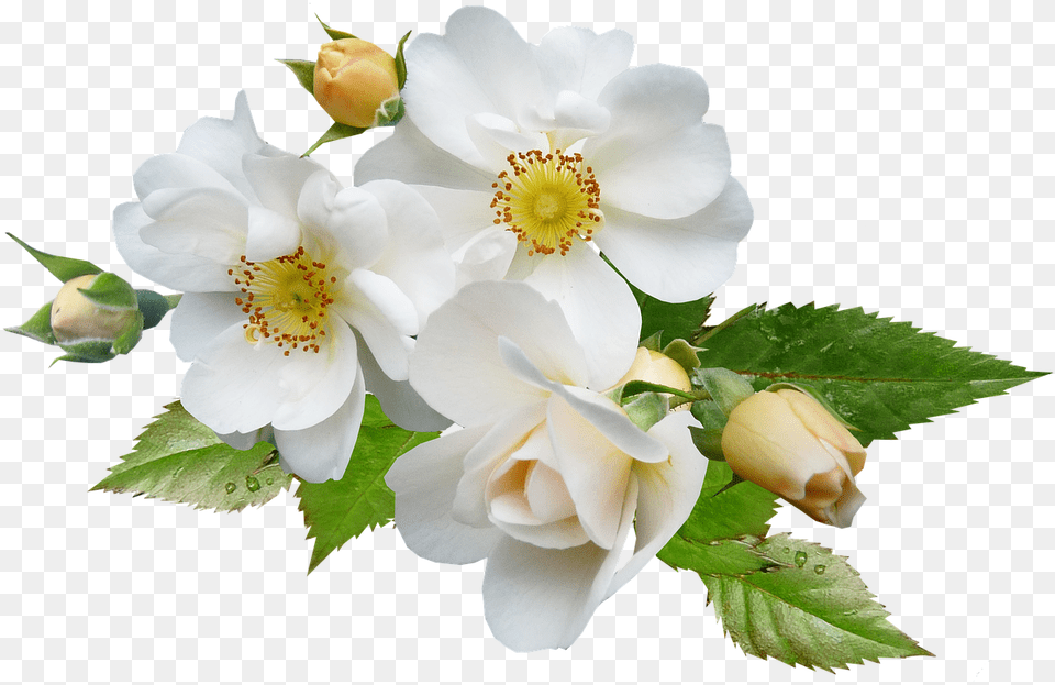 Multiflora Rose White Flowers, Anemone, Flower, Plant, Pollen Free Transparent Png