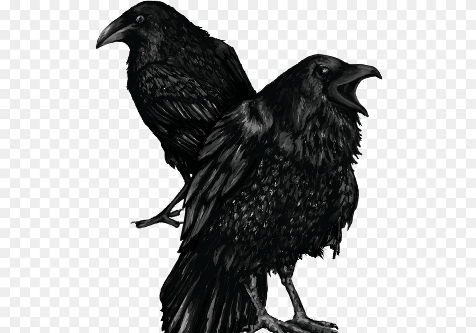 Multimedia Illustration American Crow, Animal, Bird, Blackbird Png