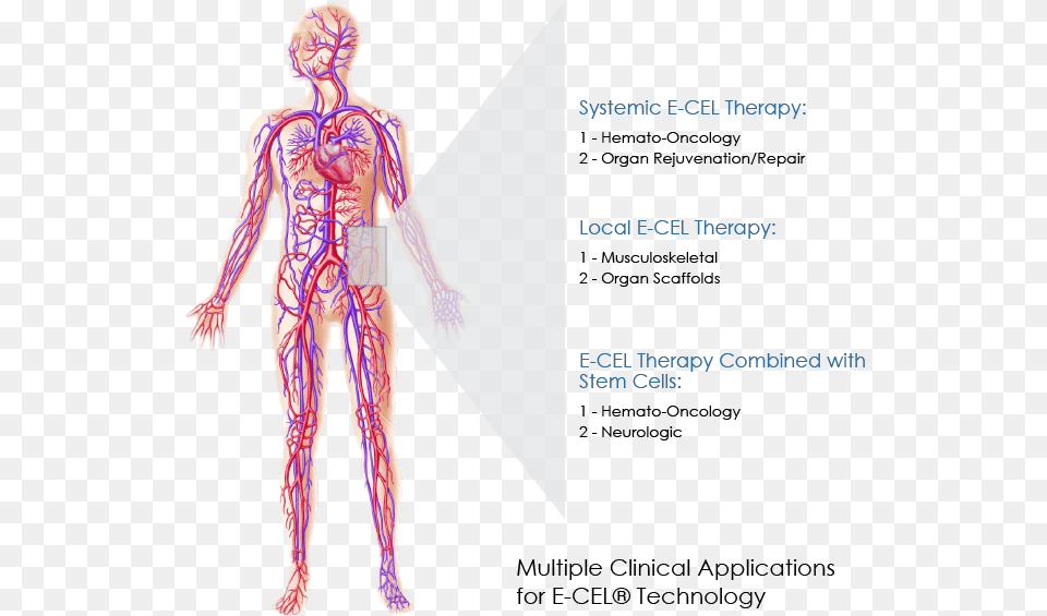 Multiple Clinical Applications For E Cel Technology Human Circulatory System, Adult, Male, Man, Person Free Transparent Png