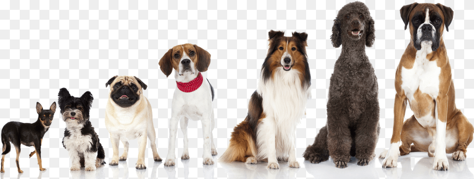 Multiple Dogs Facebook Cover Images Dogs, Animal, Canine, Dog, Hound Png
