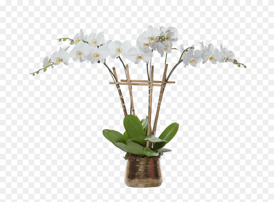 Multiple Orchid Planter Orchid In Planter, Flower, Flower Arrangement, Plant, Ikebana Free Transparent Png