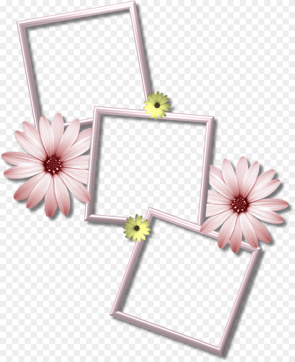 Multiple Picture Frame, Daisy, Flower, Plant Free Transparent Png