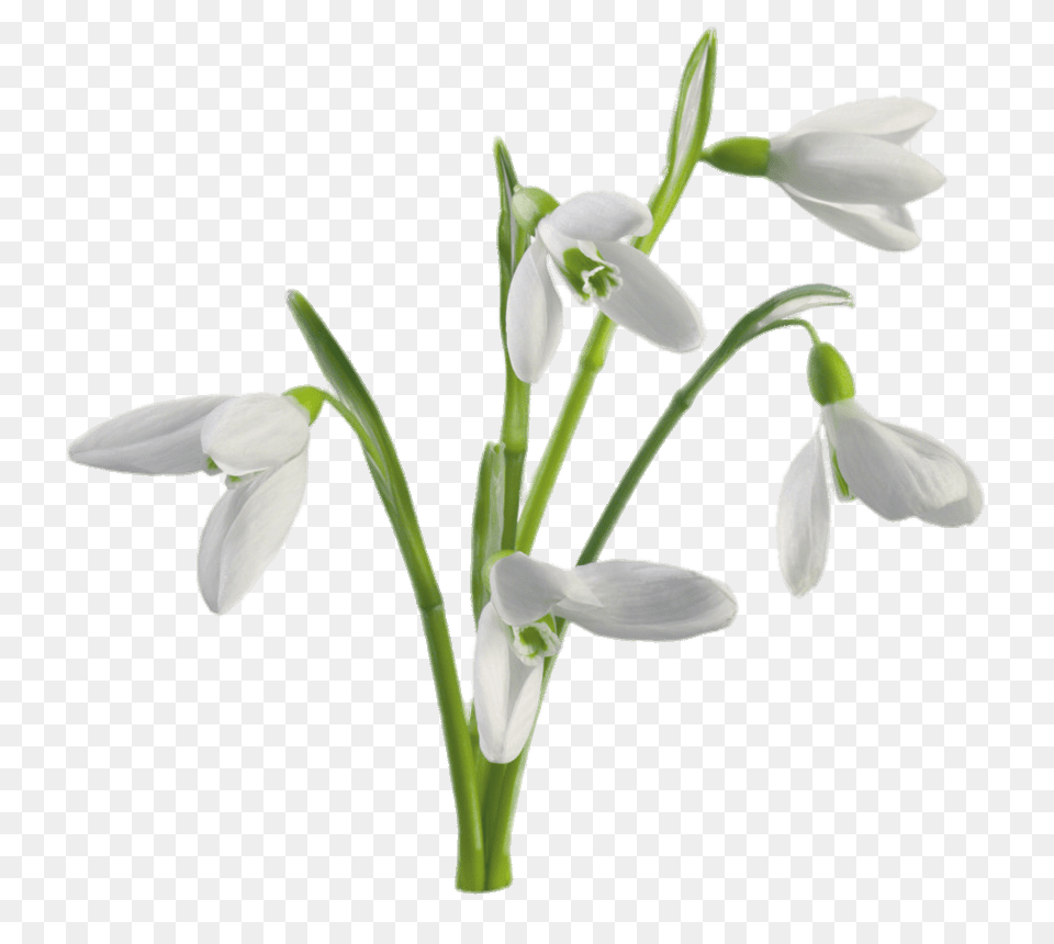 Multiple Snowdrops Flowers, Amaryllidaceae, Flower, Plant Free Png