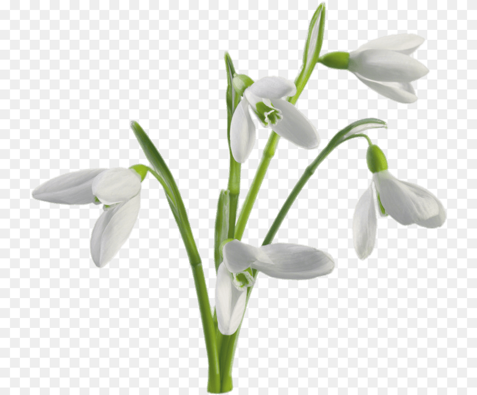 Multiple Snowdrops Flowers Transparent Stickpng Snowdrop Flower, Amaryllidaceae, Plant, Petal Png Image