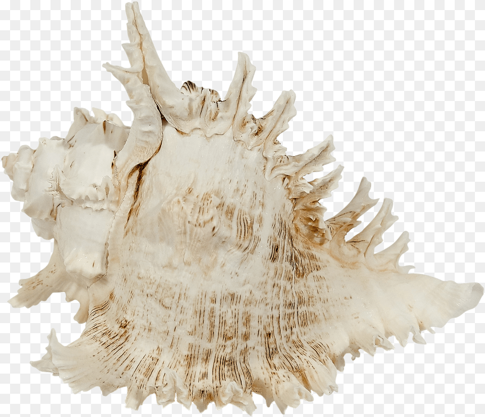 Multiramosus Murex Shell 9 10 Conch, Invertebrate, Animal, Seashell, Sea Life Free Png