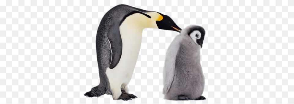 Mum And Baby Penguin, Animal, Bird, King Penguin Png