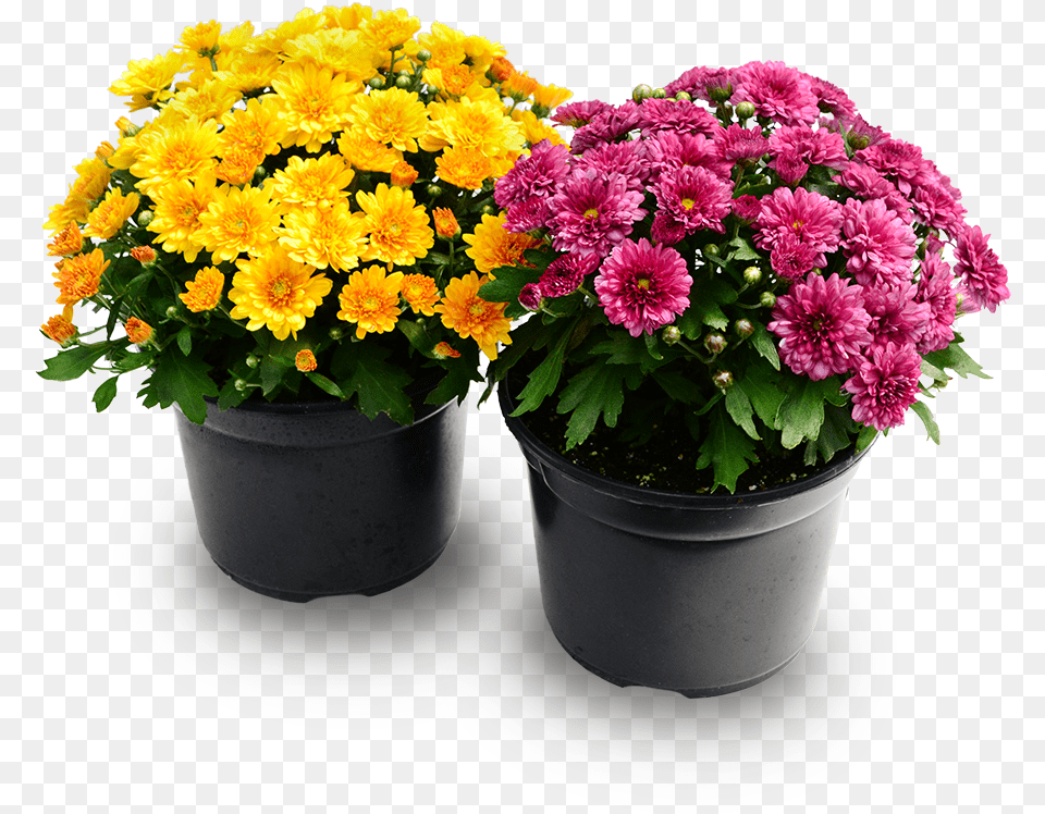 Mum Plant, Potted Plant, Flower Bouquet, Flower Arrangement, Flower Png Image