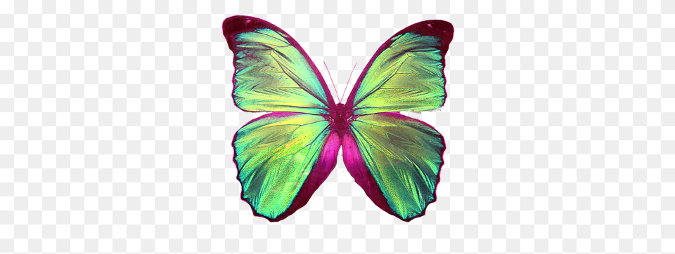 Mundo Pedido Mariposa, Animal, Butterfly, Insect, Invertebrate Free Transparent Png
