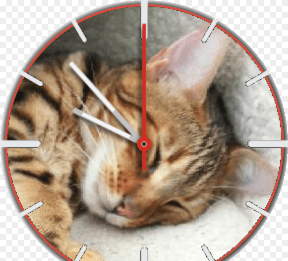 Mungotime Watch Face Preview Tabby Cat, Animal, Mammal, Rat, Rodent Free Transparent Png