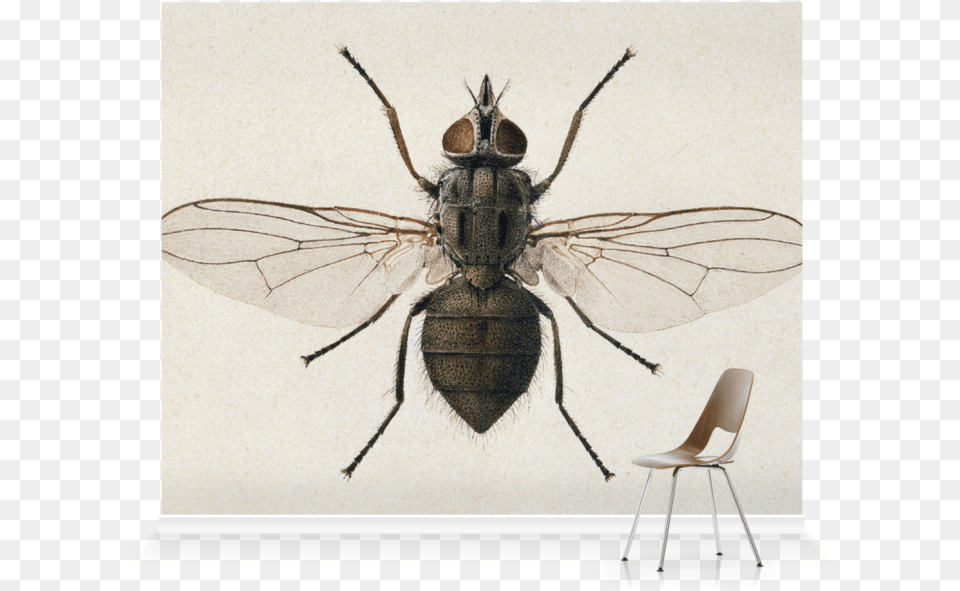 Mural, Animal, Fly, Insect, Invertebrate Free Transparent Png
