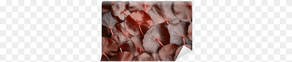 Mural De Parede Feche Acima Do Crculo Do Centella Asiatica Red, Flower, Geranium, Leaf, Petal Free Transparent Png