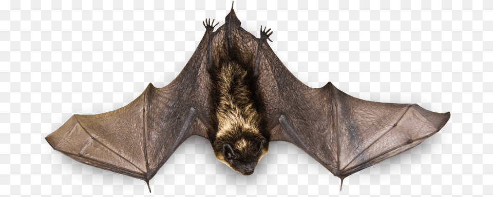 Murcilago Volador Clipart Real Bat, Animal, Mammal, Wildlife, Bear Free Png Download