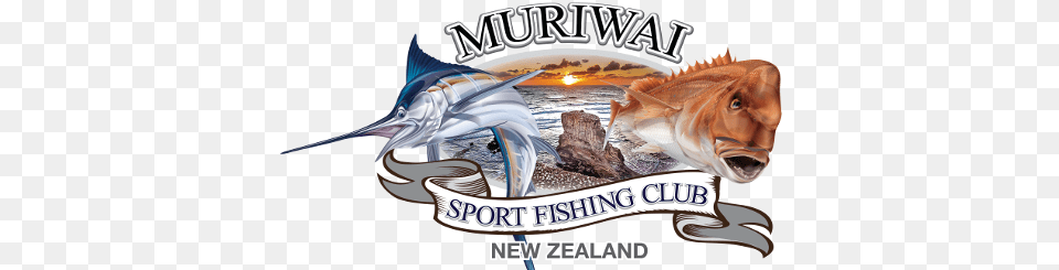 Muriwai Sport Fishing Club Atlantic Blue Marlin, Animal, Sea Life, Fish Free Png
