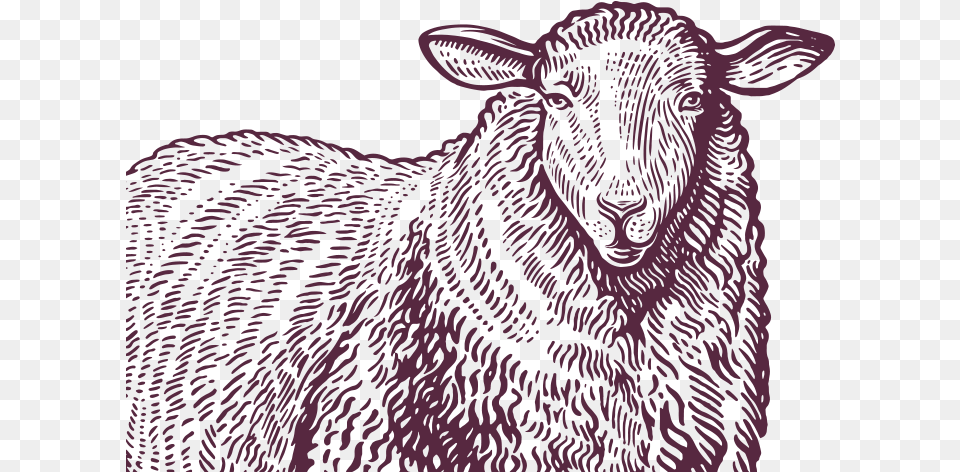 Murley Mountain Lamb Lisdergan Butchery Sheep And Label, Animal, Livestock, Mammal, Wildlife Free Png